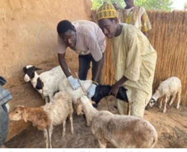 FAO backs PPR vaccination campaign in 10 districts