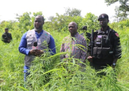 9 cannabis farms in Foni