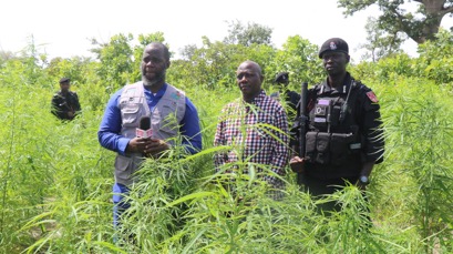 DLEAG discovers 9 cannabis farms in Foni, 3 suspects arrested