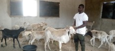 Abubacarr Jawara Foundation supports needy families with rams