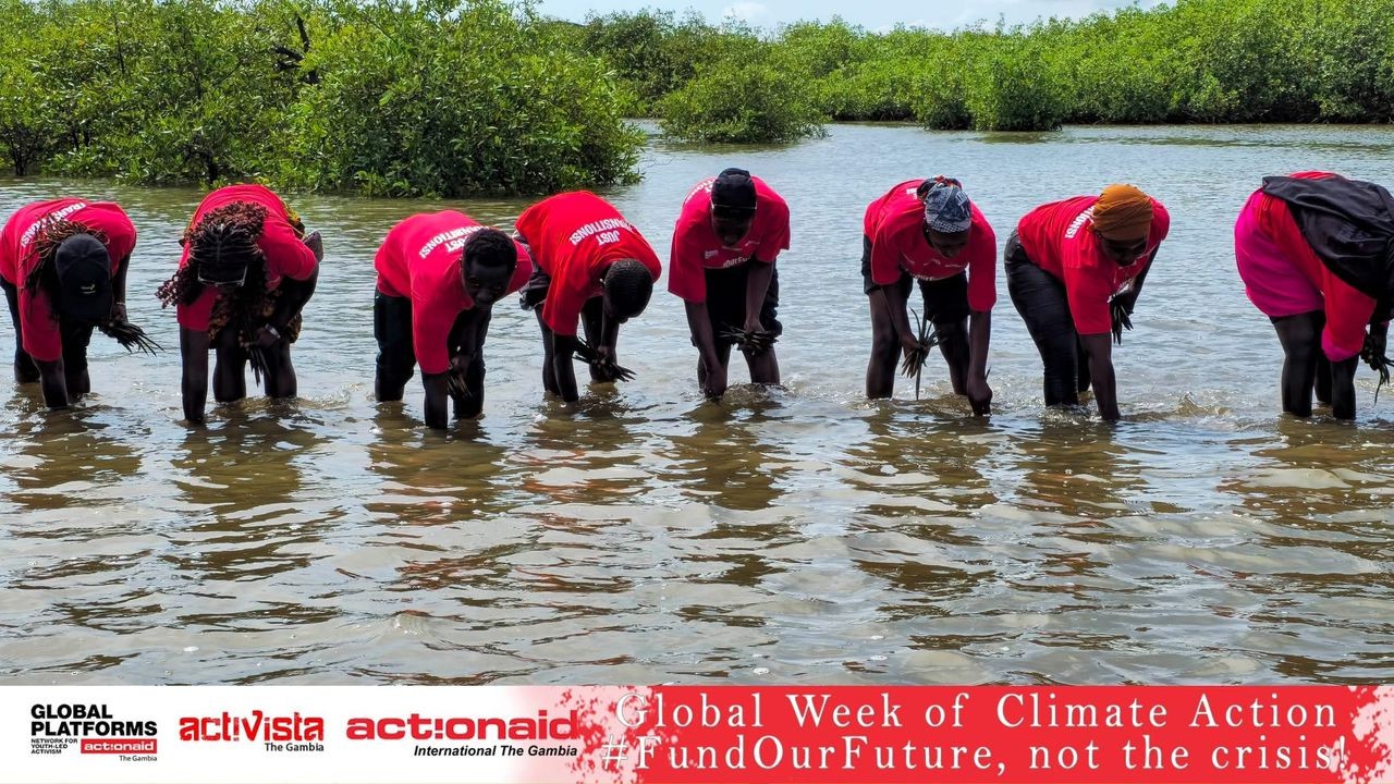 Action Aid -The Gambia leads 3,000 mangrove planting drive