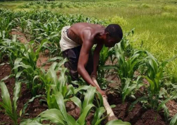 Agriculture
