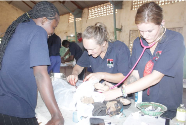 BCC, partners hold free mass animal vaccination against rabies