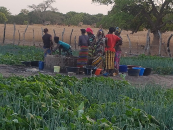 Women gardeners in Barrow Kunda call for support