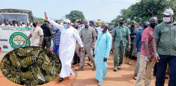 Bees attack Barrow’s convoy in Kerewan