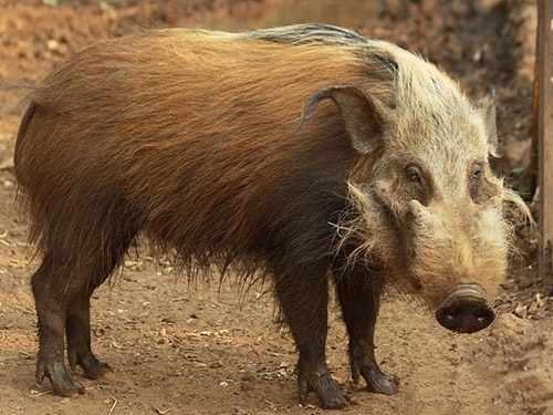 Hunter kills man as he ‘mistakes’ him for bush pig