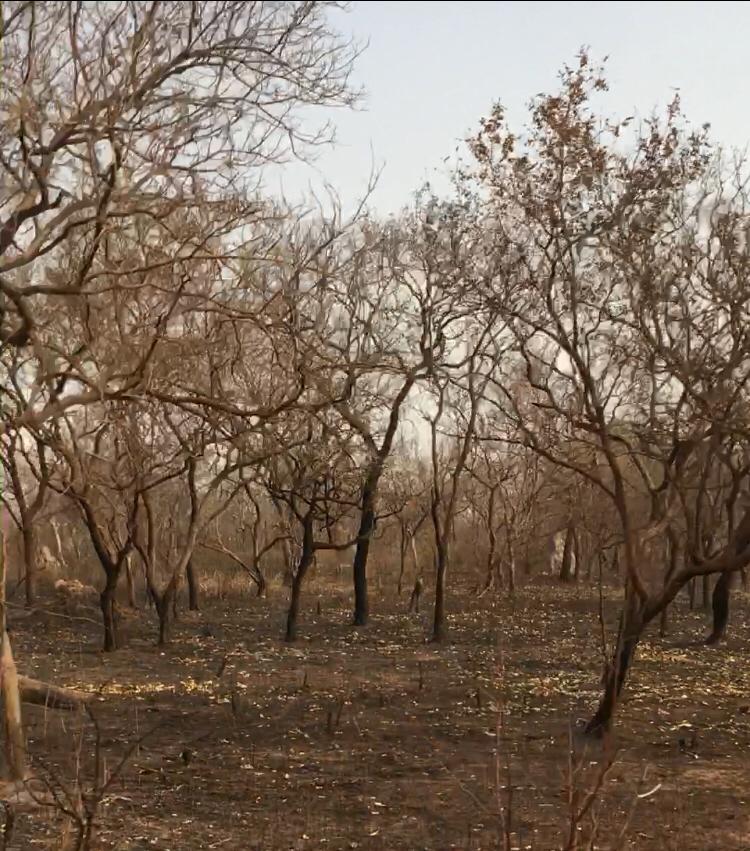 Fire outbreak destroys dozens of cashew farms in Kiang