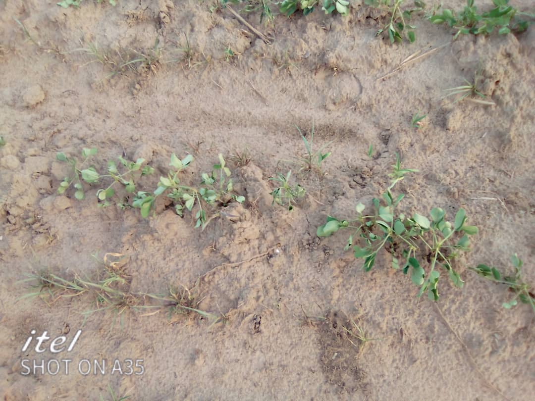 CRR farmers: Crop season could be a failure