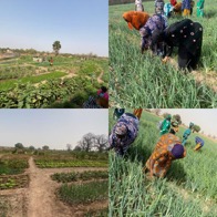 CRR, URR gardeners praise FAO for interventions 