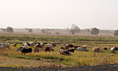 Tension mounts in URR as angry farmers attack cattle herd