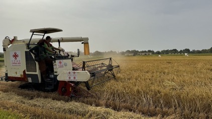 China-Gambia Agricultural Technology Cooperation Project harvests hybrid rice field in Sapu