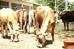 Gov’t procures 25 ‘Brown Swiss’ cows, 2 bulls under PACD project