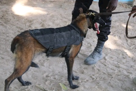 Police receive K-9 canine-companion dogs
