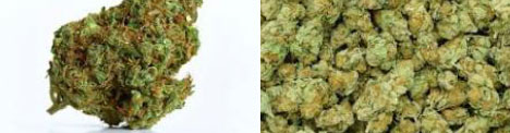 Youth: Trafficking of kush, drug abuse in  Gambia
