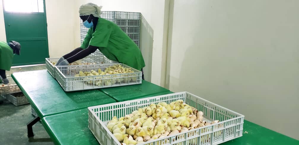 EMPASS poultry firm wants gov’t intervention to expand production