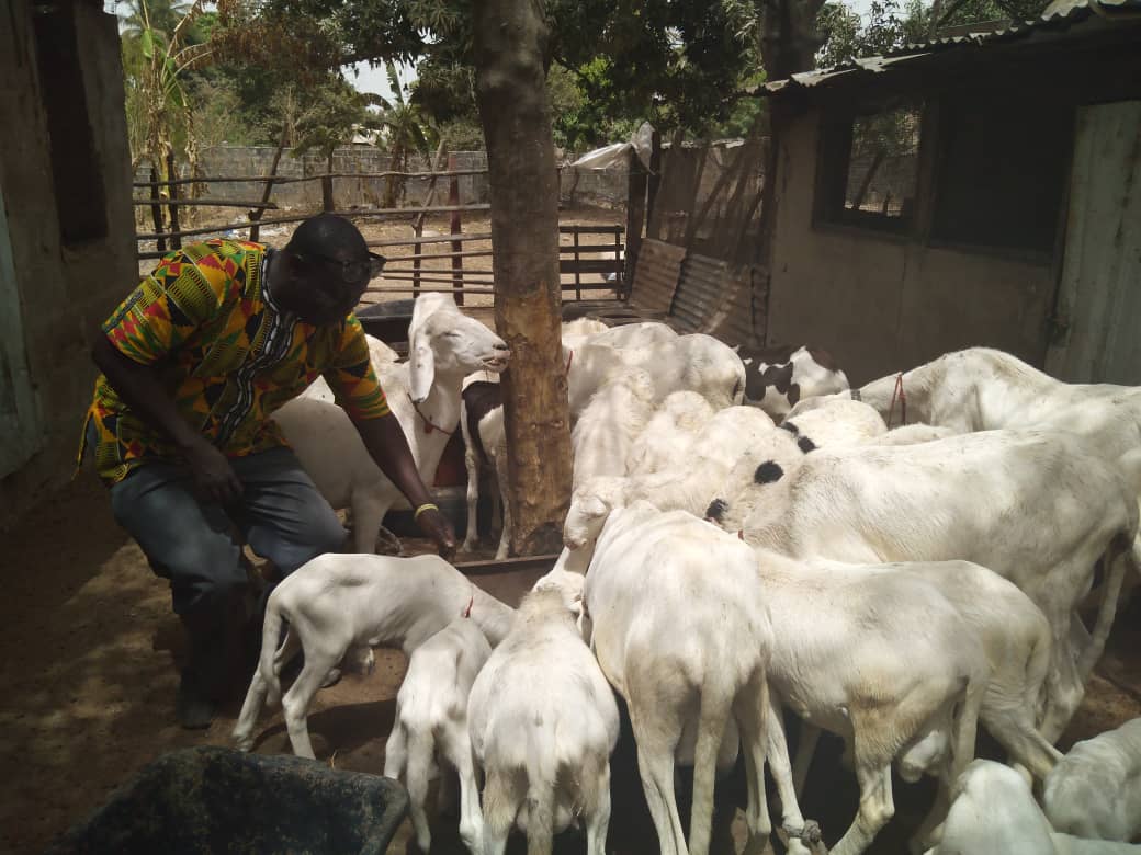 Gambian farmer on animal husbandry to discourage importation