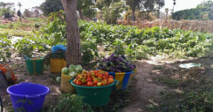 Electorates call on   president elect to   address post harvest loss