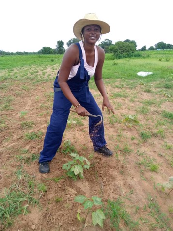 From 3,000 to 400 tonnes: Gambia's cotton back on world map