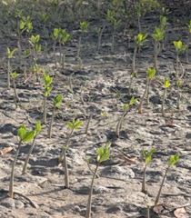 Bringing back mangroves: FAO revives Gambia’s coastline across 11 sites