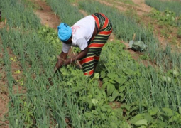 Female Farmer