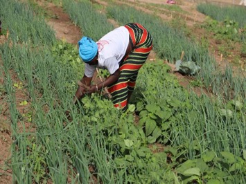 Reaping the rewards of Agriculture Investment and improving livelihoods