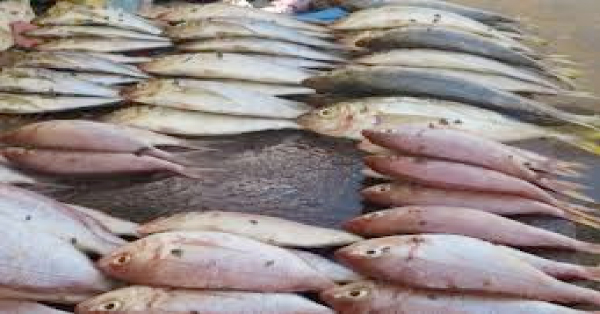 Gambia loses tonnes of fish  to Senegalese daily