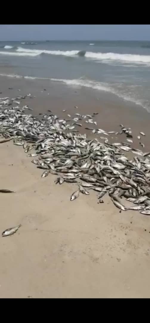 Concerned citizen raises issues of Fishmeal plants in Gambia
