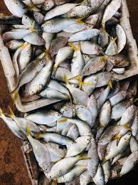 Gambia nets D234M from fisheries in first quarter of 2026