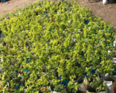 Floriculture sector   grumbles due to Covid-19