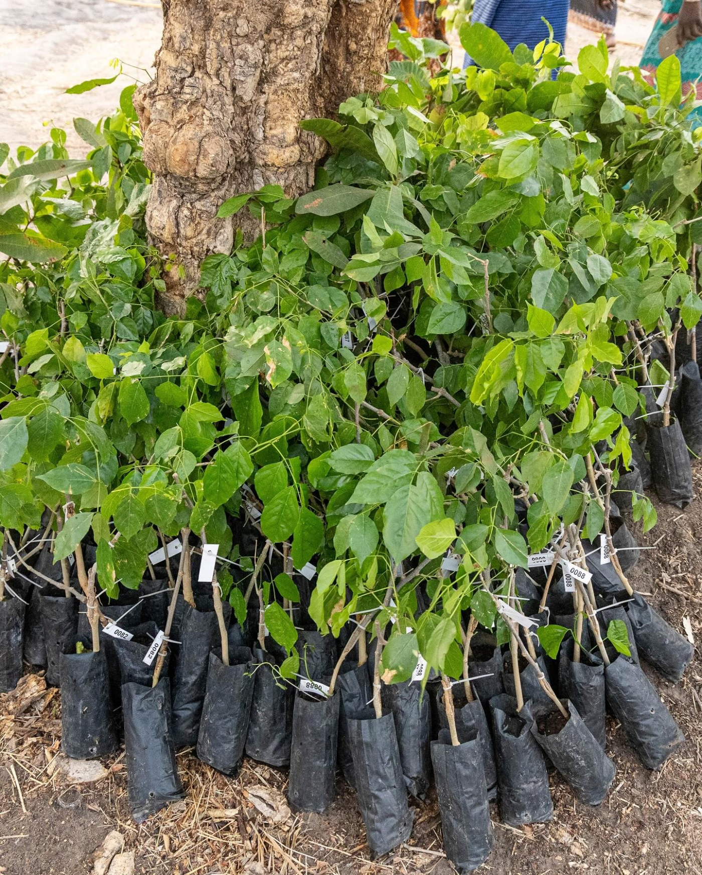 GIEPA, partners launch transformative project in Chamen Nianija