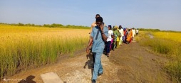 GIRAV, LRR Regional Agriculture Directorate embark on field visit at Jiffin rice fields