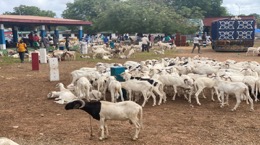 GLMA 13th component of ‘Tobaski’ ram sales underway