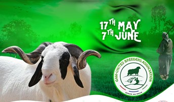 GUBA urges gov’t to boost local ram breeding to end imports