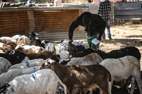 GUBA partners with Ecobank to boost livestock sector amid rising costs 
