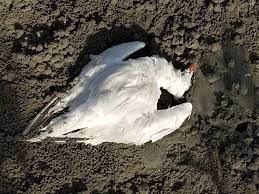 Gambia confirms bird flu