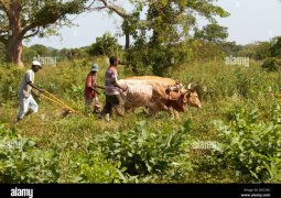 Gambia farmers