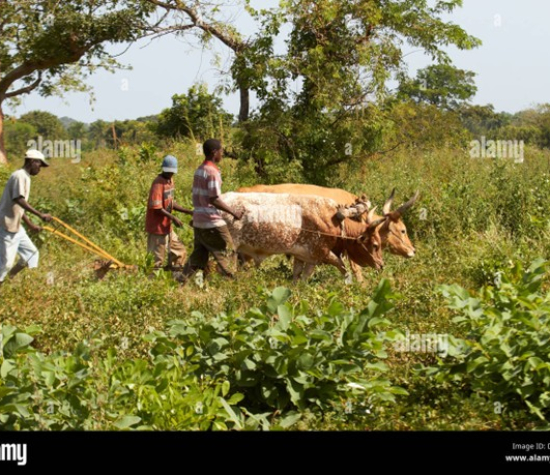 Gambia farmers