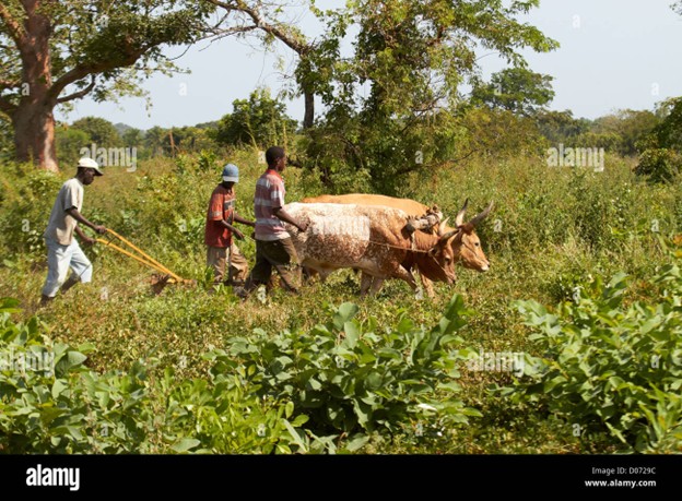 Senegal urges Gambian farmers to halt farming on its territory