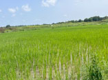 Role of Gambian youth in agriculture 
