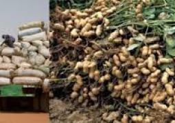 Groundnut trade season 