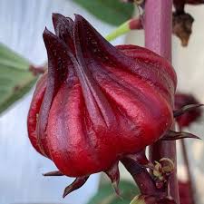 New association launched to transform Hibiscus industry in Gambia