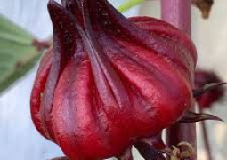 Hibiscus Flower Farmers Association