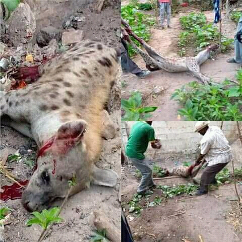 Parks & Wildlife confirms escape of 2 hyenas