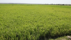Regional Agric director sheds light on the status of Jahally & Pacharr rice fields