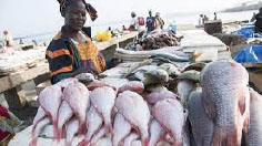Covid-19 impacts Gunjur fish vendors