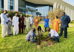 Kairo CLO plants trees 