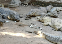 Katchikally crocodiles
