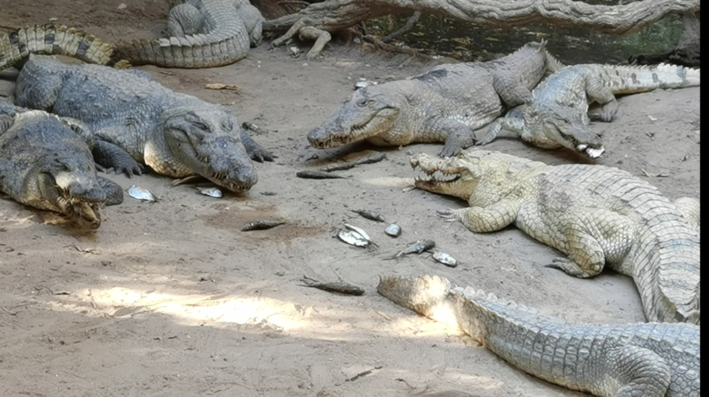 Katchikally Crocodiles Starve of Food As Covid19 Bites Hard on Tourism