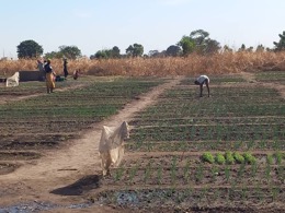 Kerewan Samba Sira women gardeners appeal for assistance