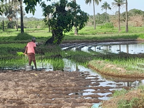Plus de 40 riziculteurs et ornithologues risquent de perdre les terres humides de Kotu au profit d’investisseurs malaisiens